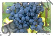 Grapes Blue PEC #4253