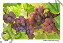 Grapes Blush #3263