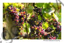 Grapes Colourful Waupoos #2545