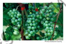 Grapes Green #456