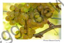 Grapes Yellow #2170