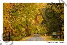 Lane Morrison Pt  Fall #1547