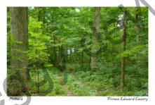 Lane Path Murphy #3925