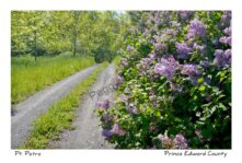 Lane Pt Petre Lilacs #3580