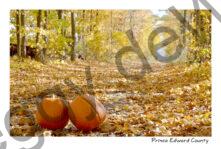 Lane Pumpkins Fall #3281