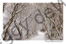 Lane Ridge Road Winter #1028