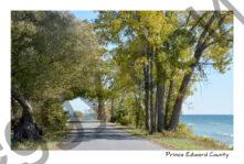 Lane Road Cressy Fall #3282