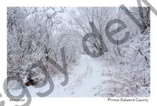 Lane Snowy Waupoos 2 #4069