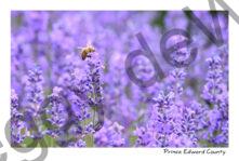 Lavender Bee #4576
