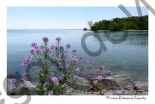Lighthouse Flowers Purple #4255