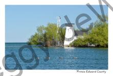 Lighthouse Pt Traverse Geese #3582