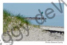 Lighthouse Wellington Beach Grass #3636