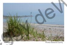 Lighthouse Wellington Misty Grass #3749