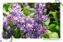 Lilac Bush #4638