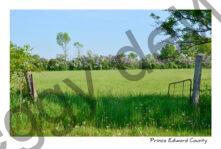 Lilac Hedge & Gate #3750