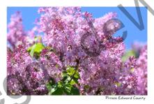 Lilacs Awesome #4641