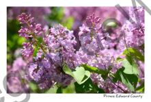 Lilacs Beautiful #4639