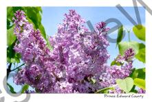 Lilacs Blooming #4642