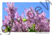 Lilacs Blue Sky #4640