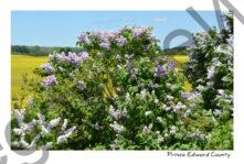 Lilacs & Canola #4263