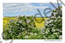 Lilacs & Canola Barn #4262