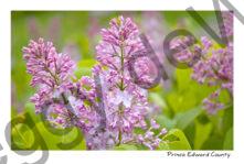 Lilacs Closeup #690