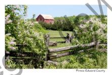 Lilacs Fence Barn #3584