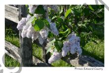 Lilacs Fence Blooming #4264