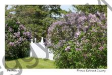 Lilacs Fence White #4072