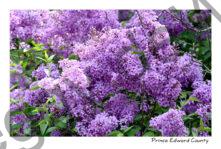 Lilacs Flowering #4645