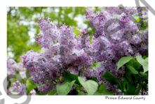 Lilacs Lots #3583