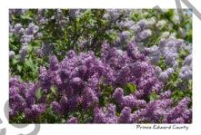 Lilacs Many Colours #3288