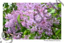 Lilacs Mauve #4636