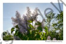 Lilacs Mauve Sunburst #4265