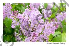 Lilacs Mauve Twig #4637
