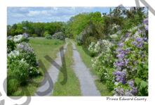 Lilacs Path #3751