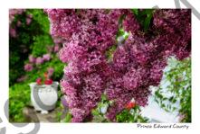 Lilacs Picton Macaulay House 2 #2571
