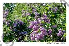 Lilacs Plenty #4266
