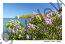 Lilacs Pt Traverse #3585