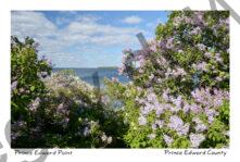 Lilacs Pt Traverse  Spring #3930