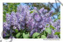 Lilacs Purple #3752