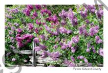 Lilacs Purple Rail Fence #3586
