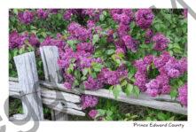 Lilacs Rail Fence #3289