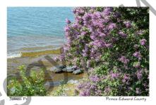 Lilacs Salmon Pt #3587