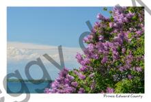 Lilacs Salmon Pt Spring #3931