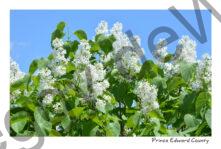Lilacs White #3753