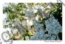 Lilacs White Big Island #4267