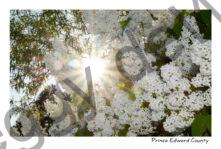 Lilacs White Sunburst #4269