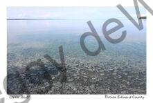 Little Bluff Shore Pebbles #4382