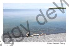 Little Bluff Shore Twig #4383